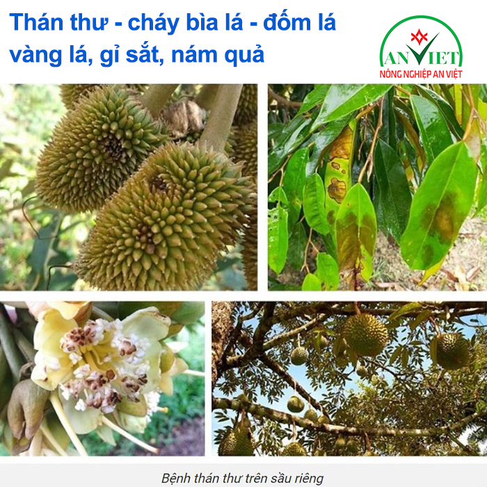 Thuốc trừ bệnh thán thư, cháy bìa lá, đốm lá, sương mai, nám quả trên sầu riêng Azosaic 16ml