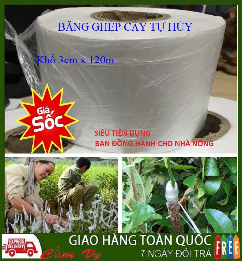 Băng ghép cây chuyên dụng, cuộn băng dính ghép cây tự hủy, băng nilon ghép cây, băng keo ghép cây tự dính khổ 3cm x 120m