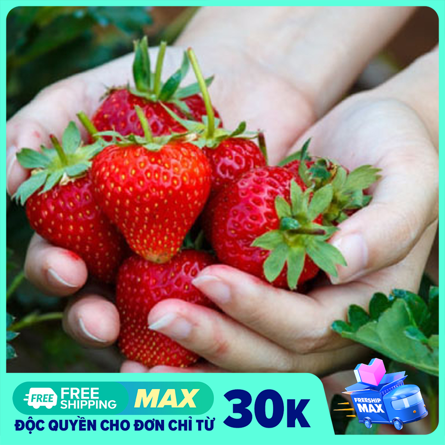 Hạt giống dâu tây quả to, chịu nhiệt, tỉ lệ nảy mầm trên 80% Long vũ (Gói 100 hạt) - Tặng hướng dẫn ươm trồng