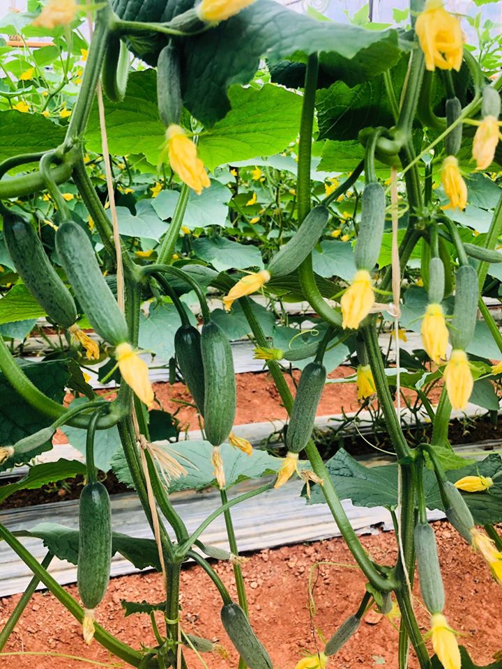 [HCM]HẠT GIỐNG DƯA CHUỘT BABY SIÊU TRÁI  GÓI 5 HẠT VÀ CÓ GÓI 500 HẠT .