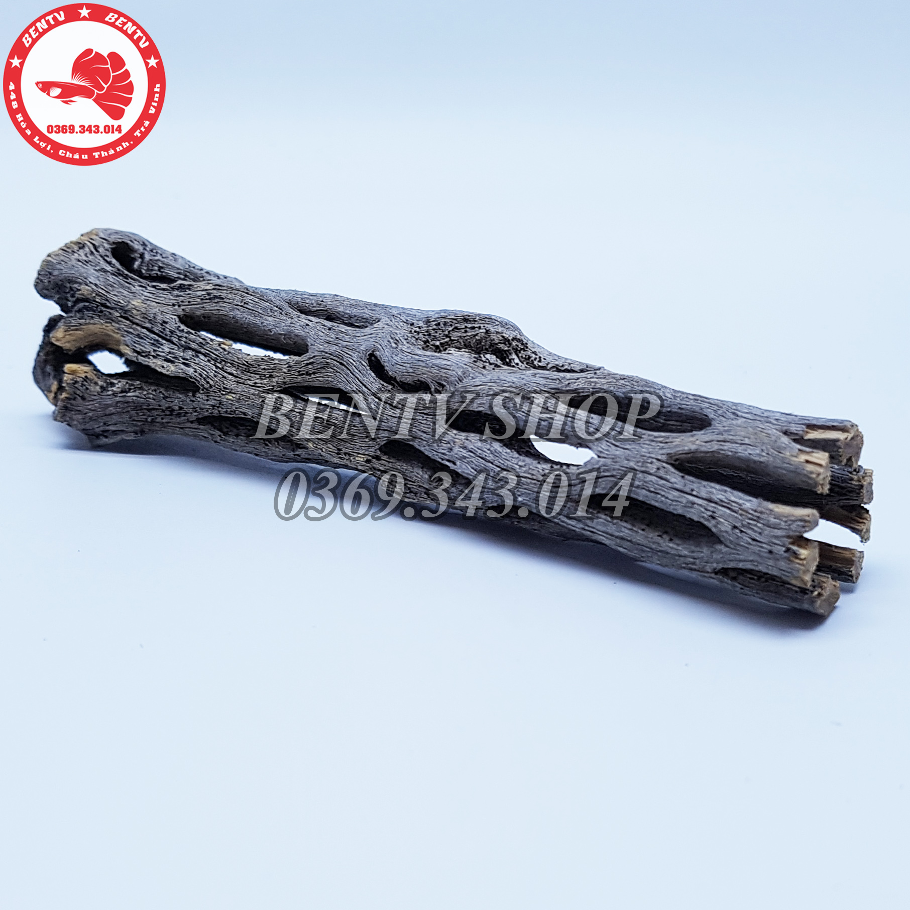 Lũa Cholla - Đồ Chơi Cho Tép Cảnh