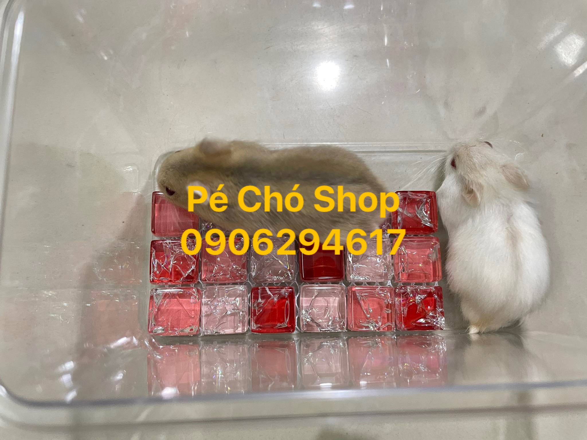 [HCM]Thảm đá nhỏ làm mát mùa hè cho Hamters và thú cưng nhỏ .