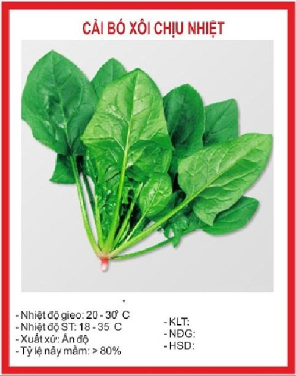 Gói 1kg hạt giống rau cải bó xôi cao sản