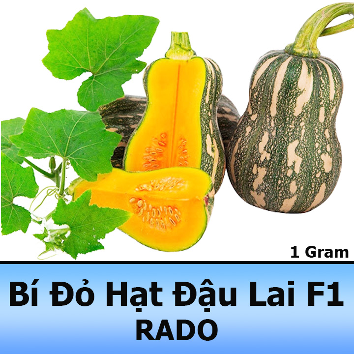 Hạt giống bí đỏ hạt đậu lai f1 siêu trái, năng suất cao