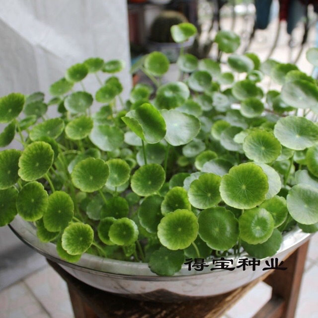 Rau má nước thuỷ sinh - cỏ đồng tiền ( 5 nhánh )