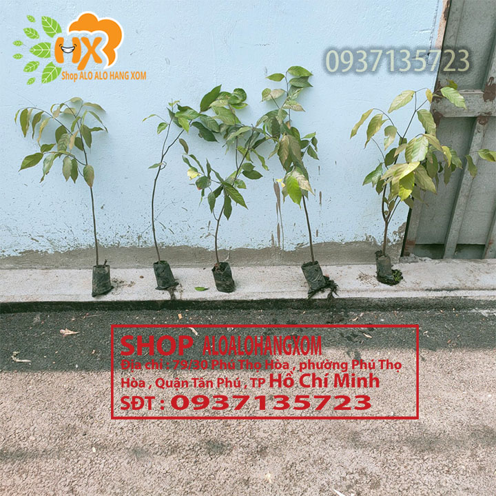 Combo 5 cây sao đen -cây giống