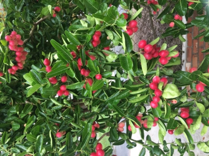 [Cây ăn quả] Cây giống siro Carissa carandas L