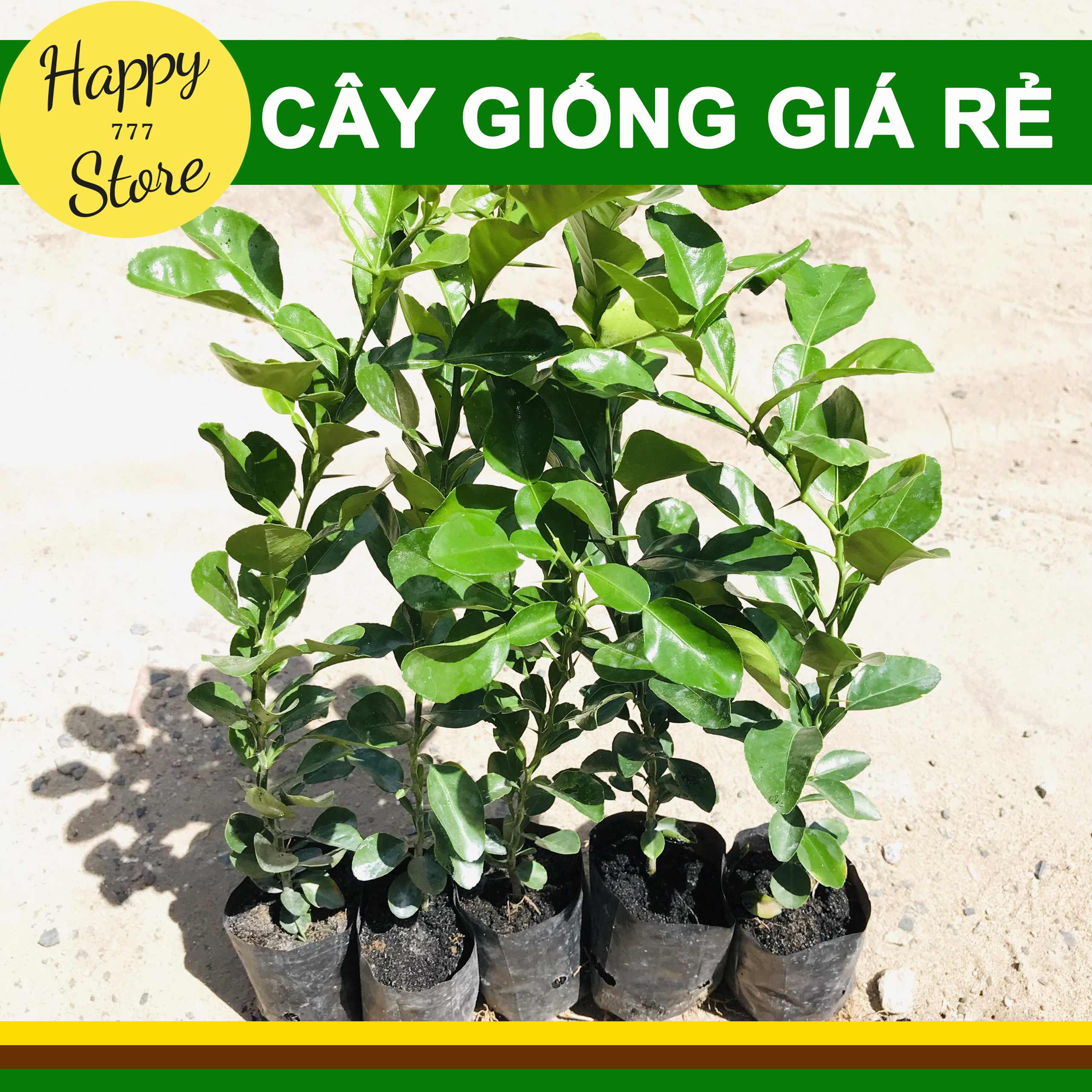 Combo 5 cây chúc giống, cây chanh thái, cây chúc thái, cây chúc an giang, cây giống chúc an giang, cây giống chanh thái, cây chanh não người