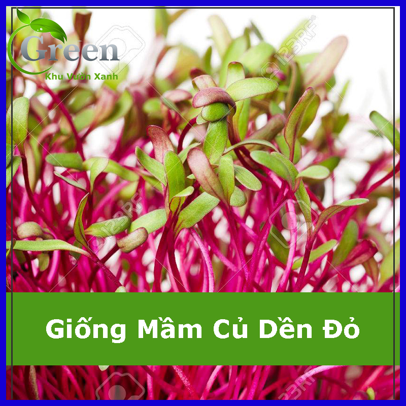 Hạt giống rau mầm củ dền đỏ