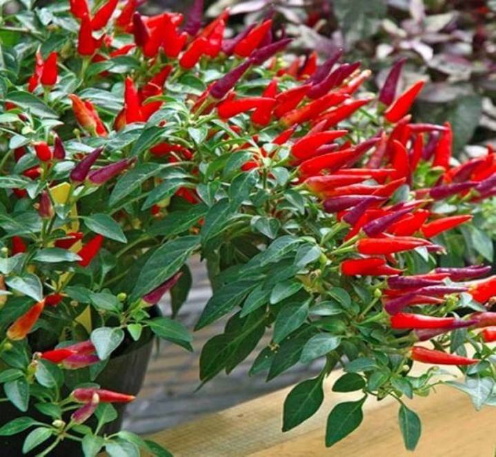 gói 30 hạt giống ớt chỉ thiên siêu cay mua 5 sản phẩm tặng 1