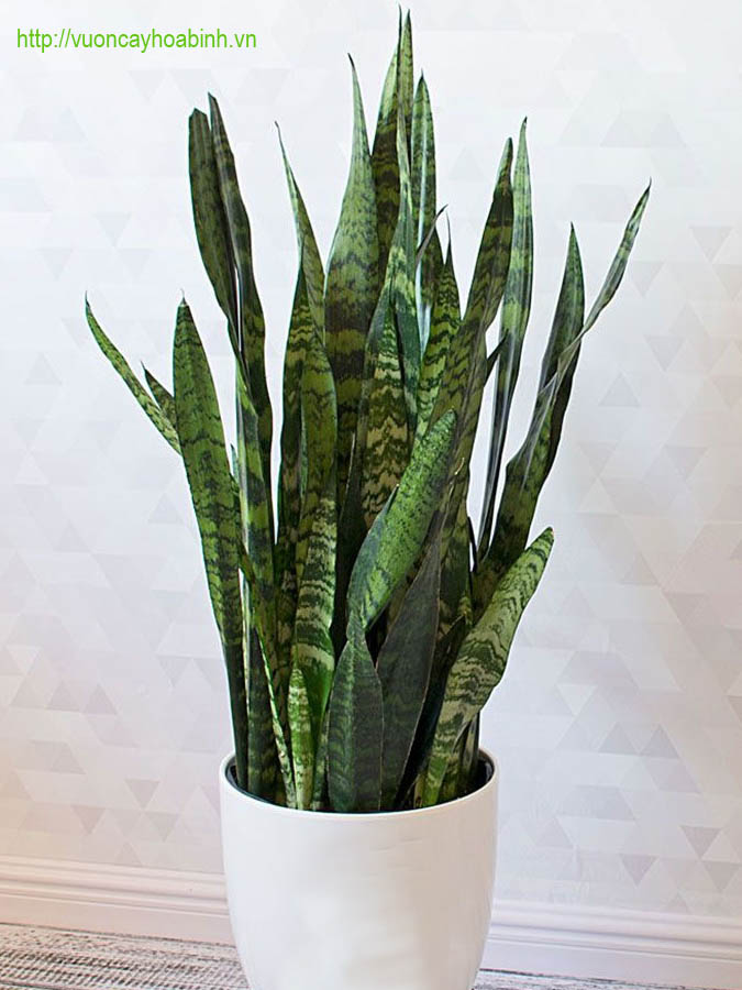 cây lưỡi hổ xanh.cây phong thủy . gửi cây hình 2
