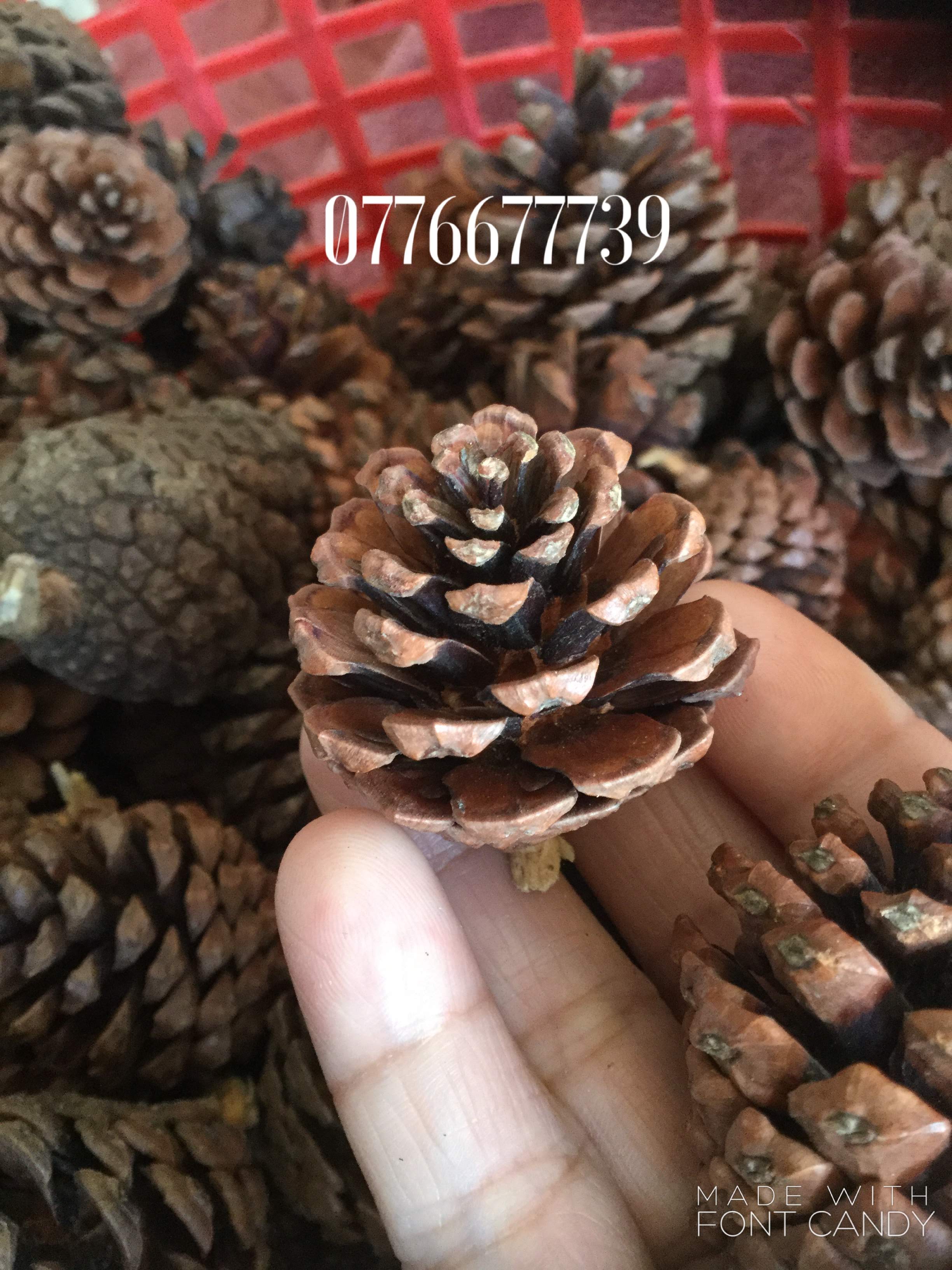 1kg Trái thông khô loại nhỏ 60-70 quả