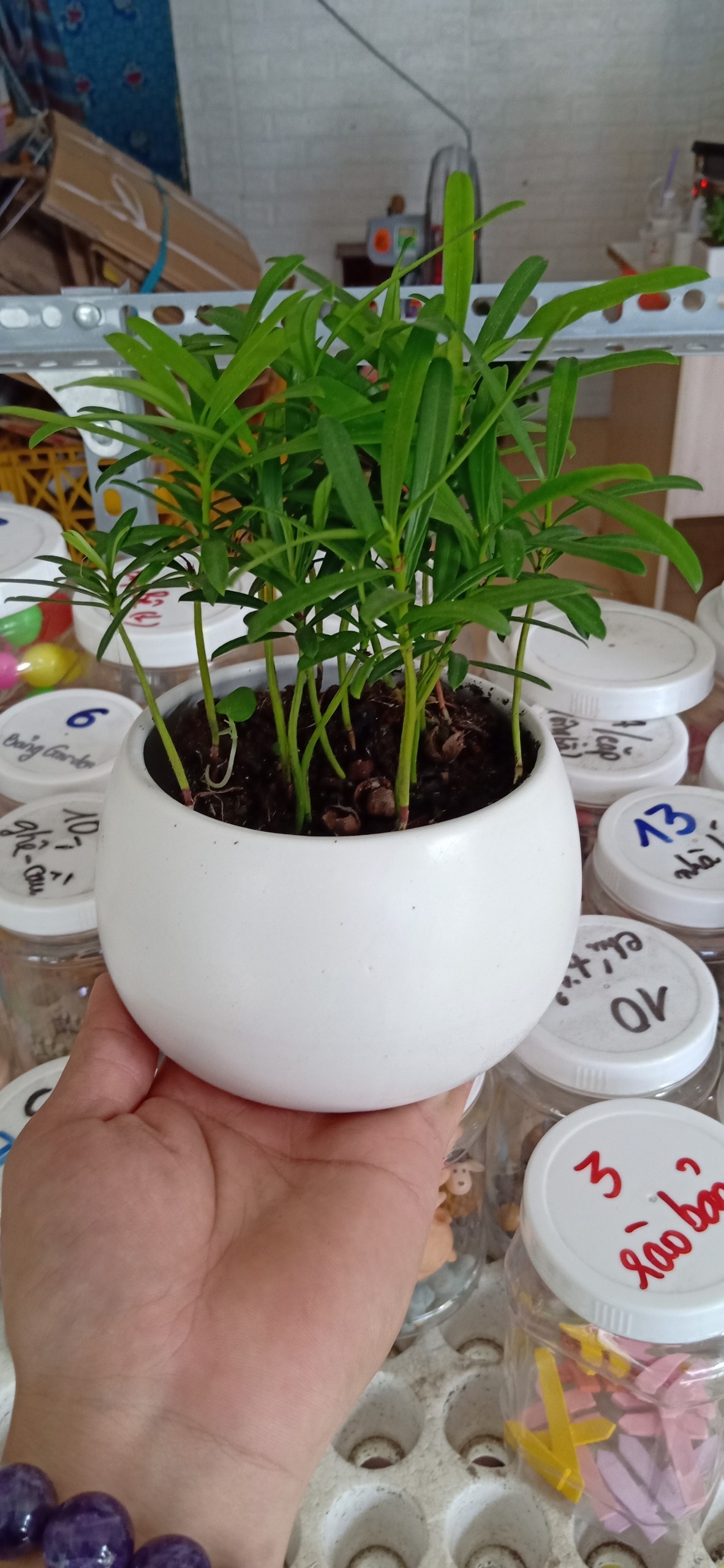 [HCM]CÂY VẠN NIÊN TÙNG MINI ĐỂ BÀN - TẶNG SỎI