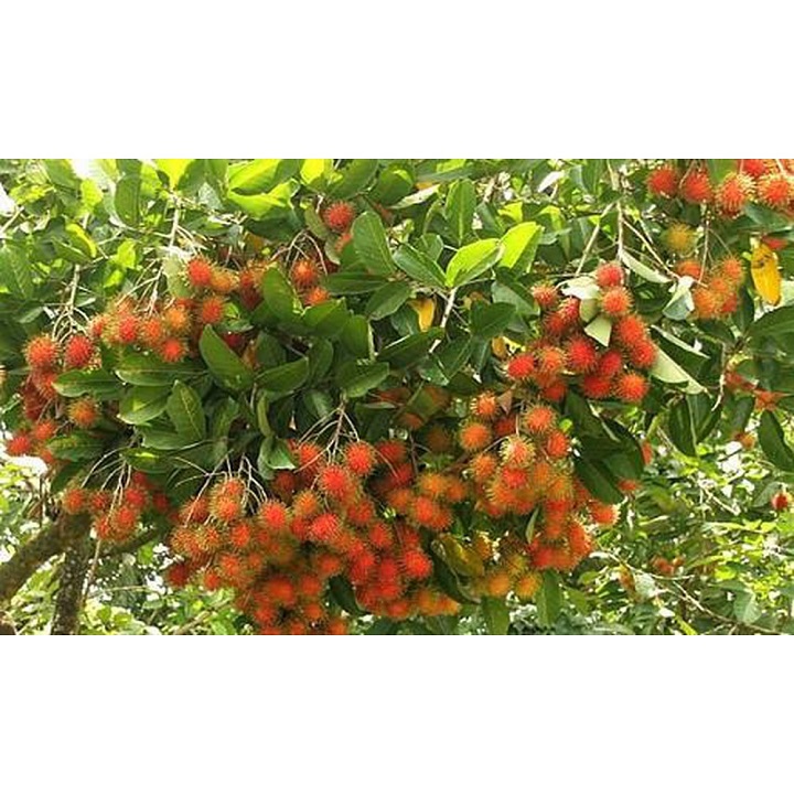 Cây giống chôm chôm nhãn siêu ngon siêu quả- cam kêt giống chuẩn f1
