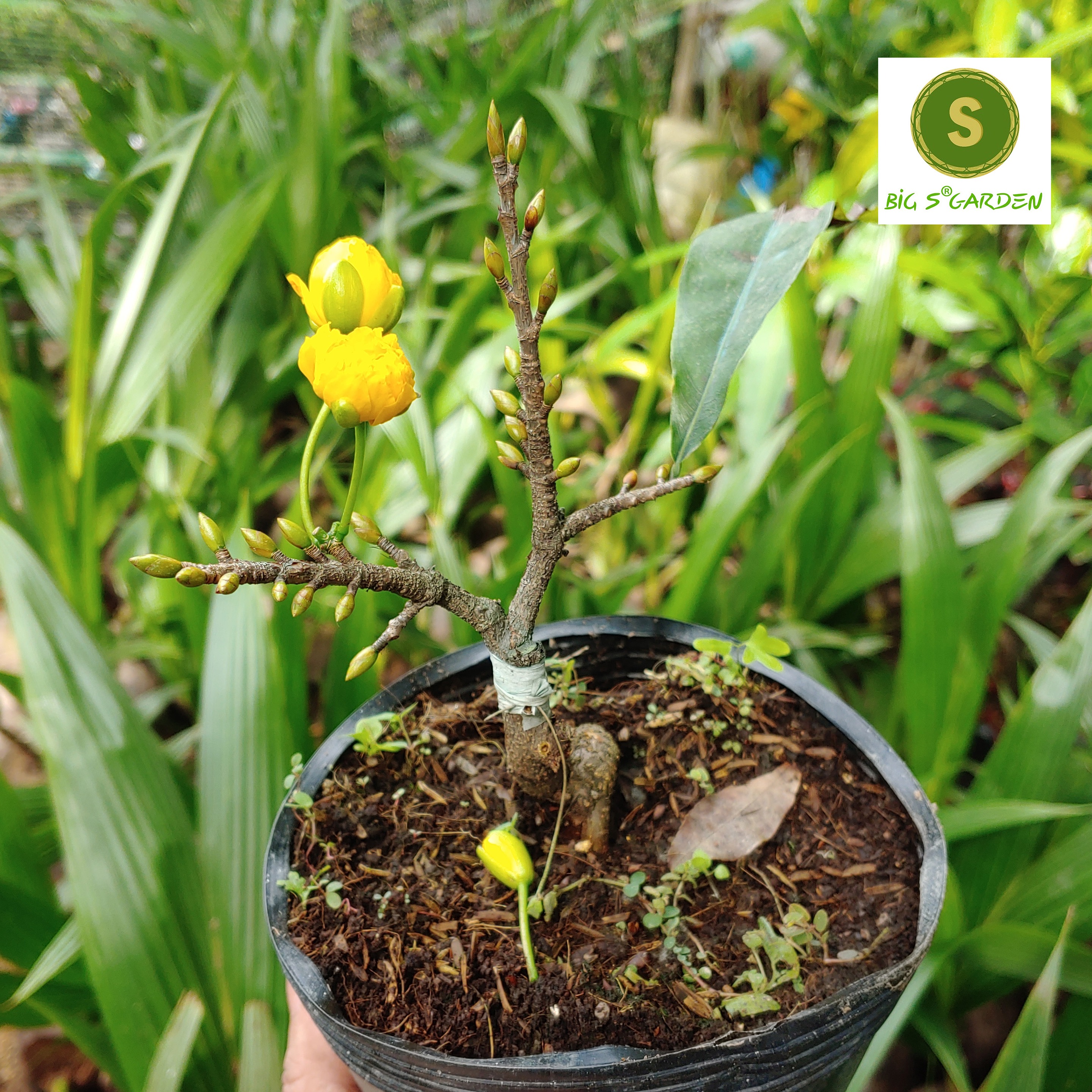 Cây Mai  Đại Lộc Gốc Ghép Mini Bonsai, Đế cực đẹp - Freeship 20k đơn từ 49k