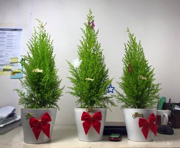 Cây tùng thơm mini-cây phong thuỷ