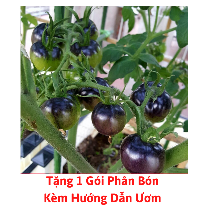 [Lấy mã giảm thêm 30%] Gói Hạt Giống Cà Chua Đen