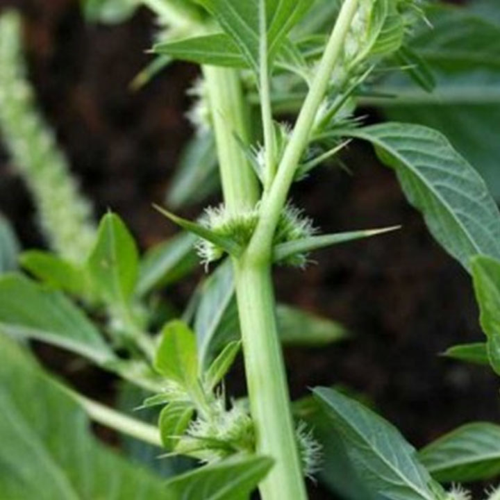 Cây dền gai khô 1kg