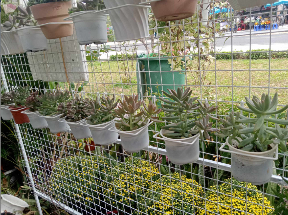 Móc Trưng bày Giày , Trang Trí