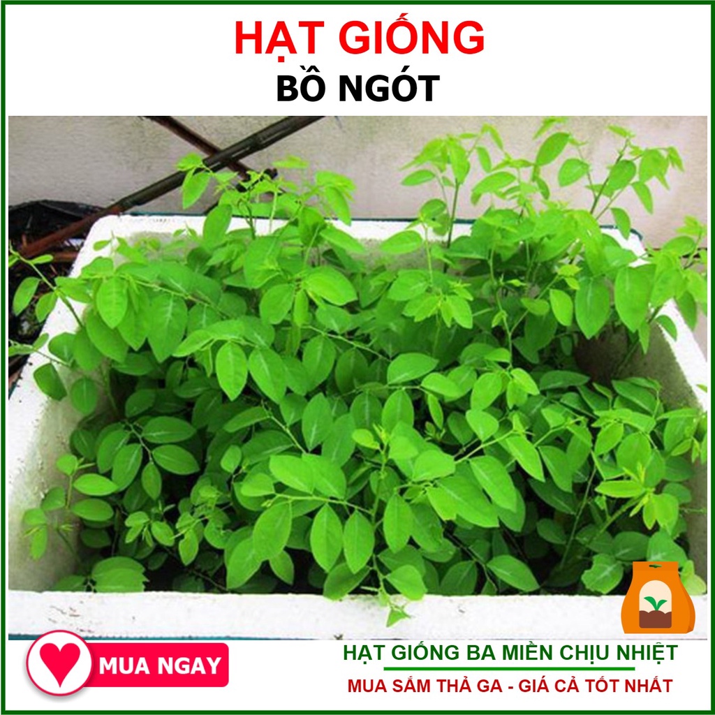 Hạt giống rau bồ ngót dễ trồng 1 gram