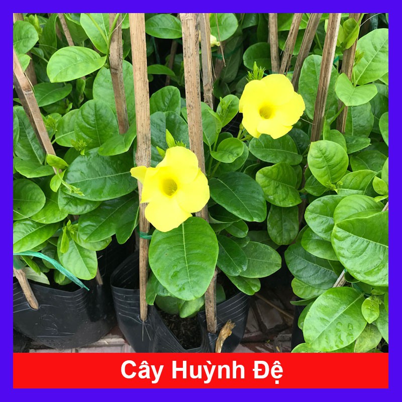 Cây Huỳnh Đệ - Cây cảnh sân vườn - caykiengsadec