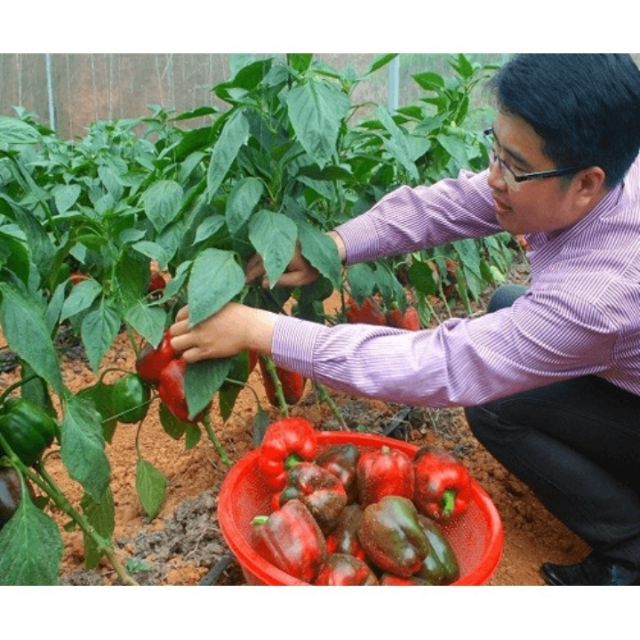 Hạt giống ớt chuông ngọt đỏ-10 hạt