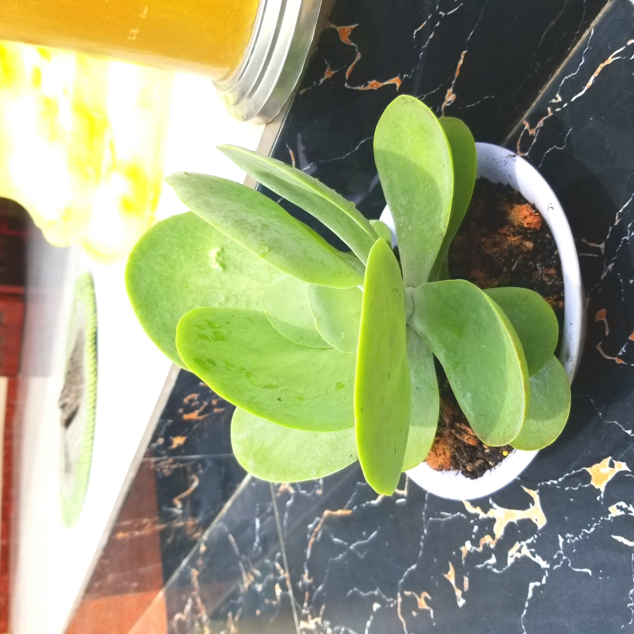 Sen đá cánh bướm rẻ bền (cánh bao đẹp)