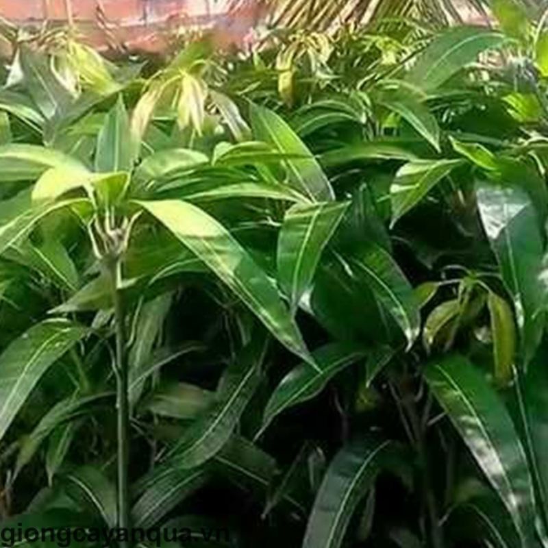 Cây giống xoài cát chu siêu sớm