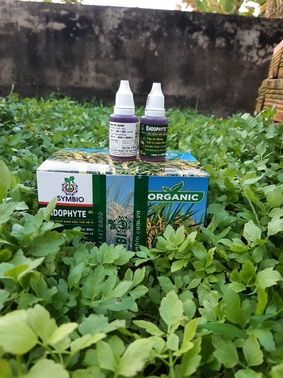 Chế phẩm sinh học endophyte rice chai 20ml tạo to đòng, giữ xanh lá đòng, giải độc thuốc cỏ_vtnn trung thien thinh