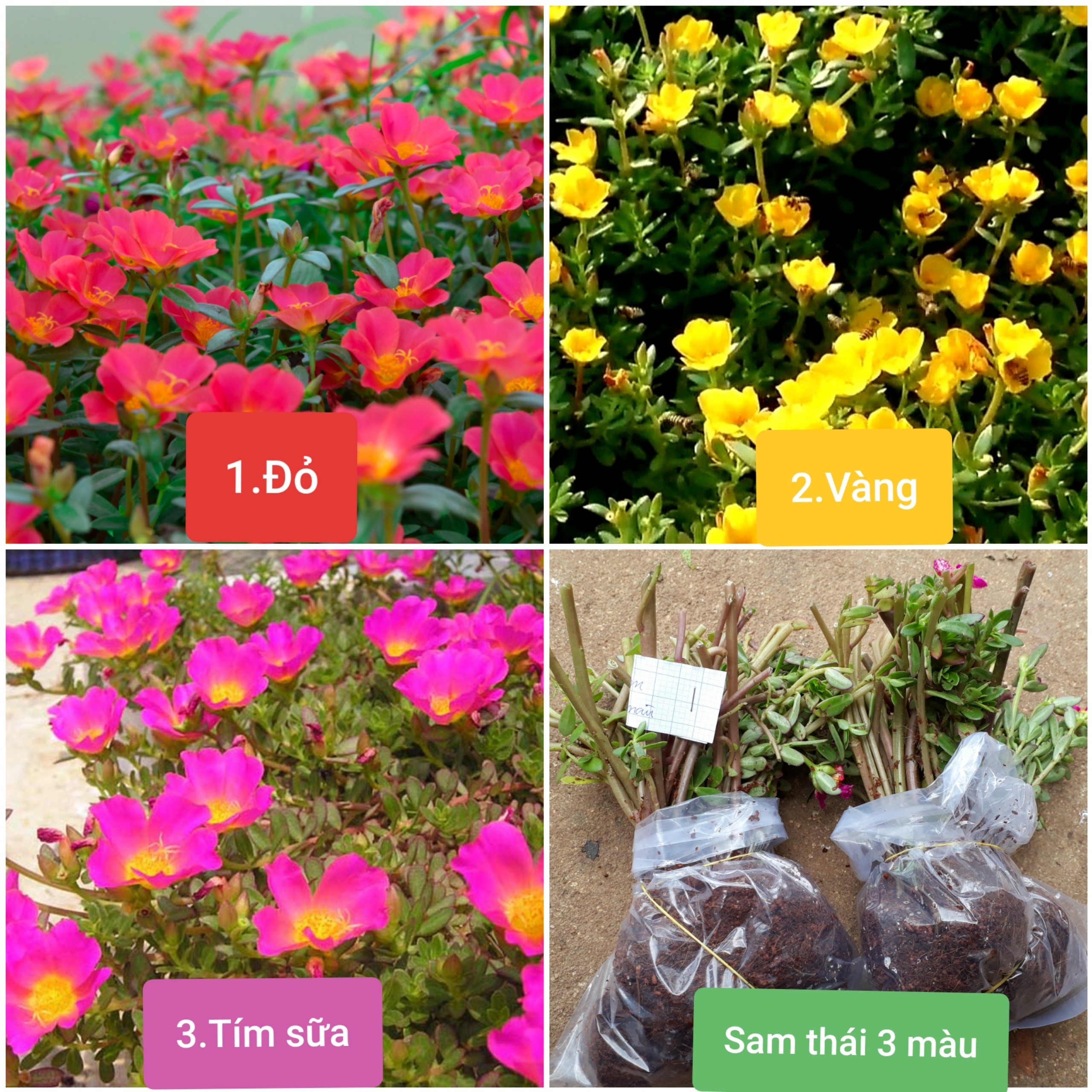 Combo 3 bó hoa 10 giờ Sam Thái 3 màu, giá rẽ chỉ 72k, 1 bó 40 cây