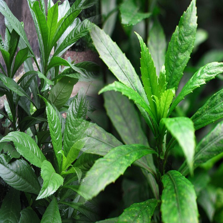 Cây Xương Sông cao 40-50cm gia vị của các móm ăn