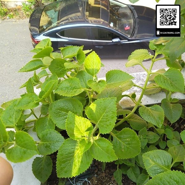 Hạt giống rau húng chanh (rau tần dày lá) - Miễn Phí Vận Chuyển khi đơn đạt giá trị tối thiểu