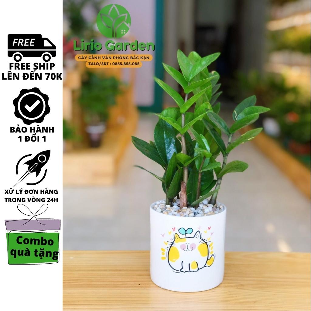 [ Quà Tặng Kèm ] Cây kim tiền