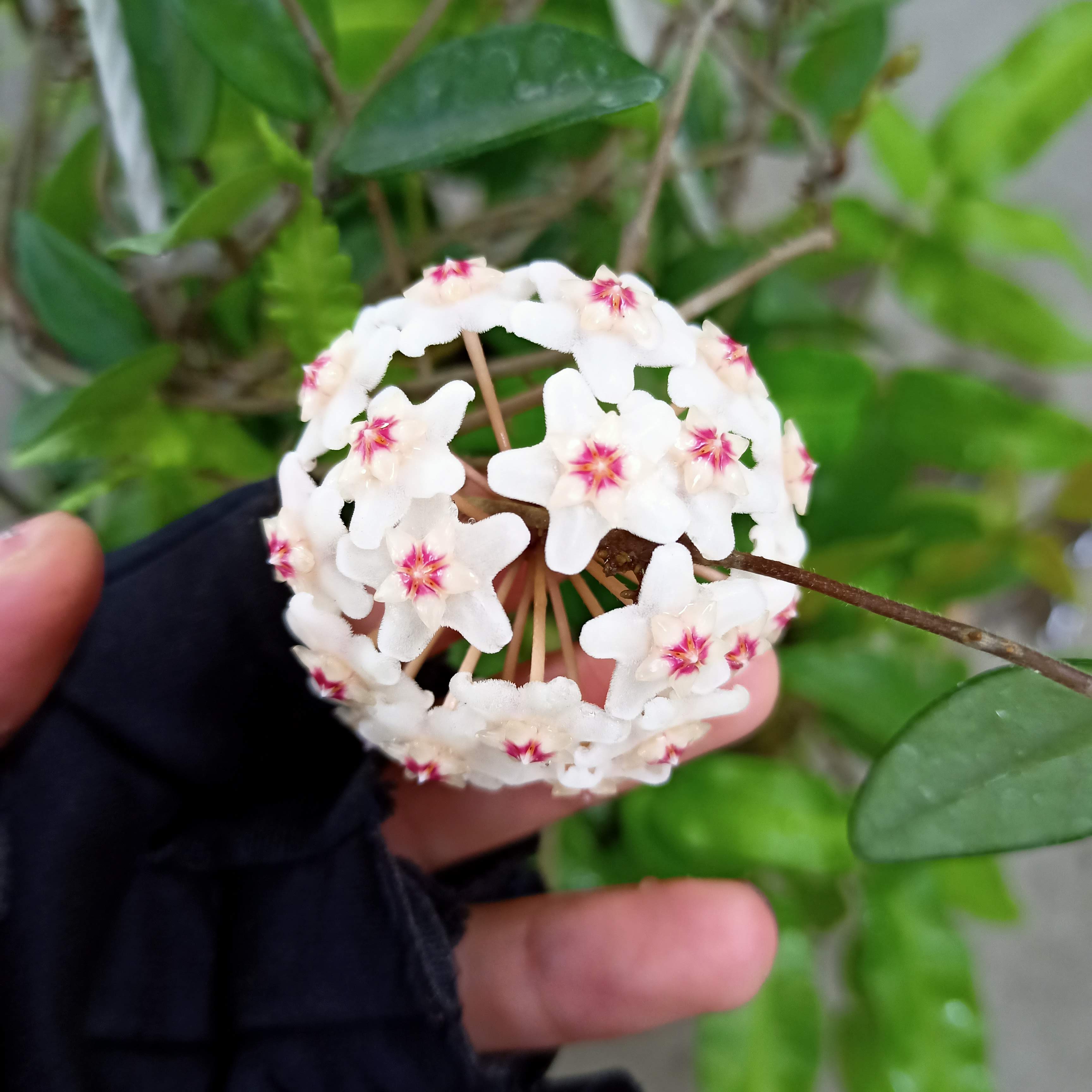 Chậu cây dây leo lan cẩm cù, đang hoặc đã ra hoa - Summer Garden