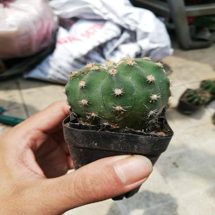 Xương rồng echino gai lùn