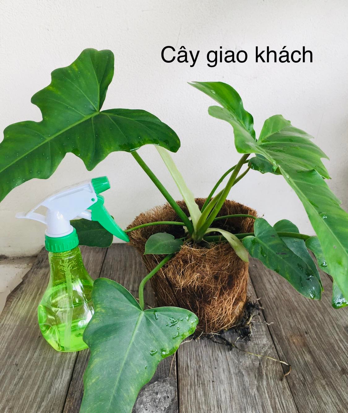 Philodendron Golden Dragon