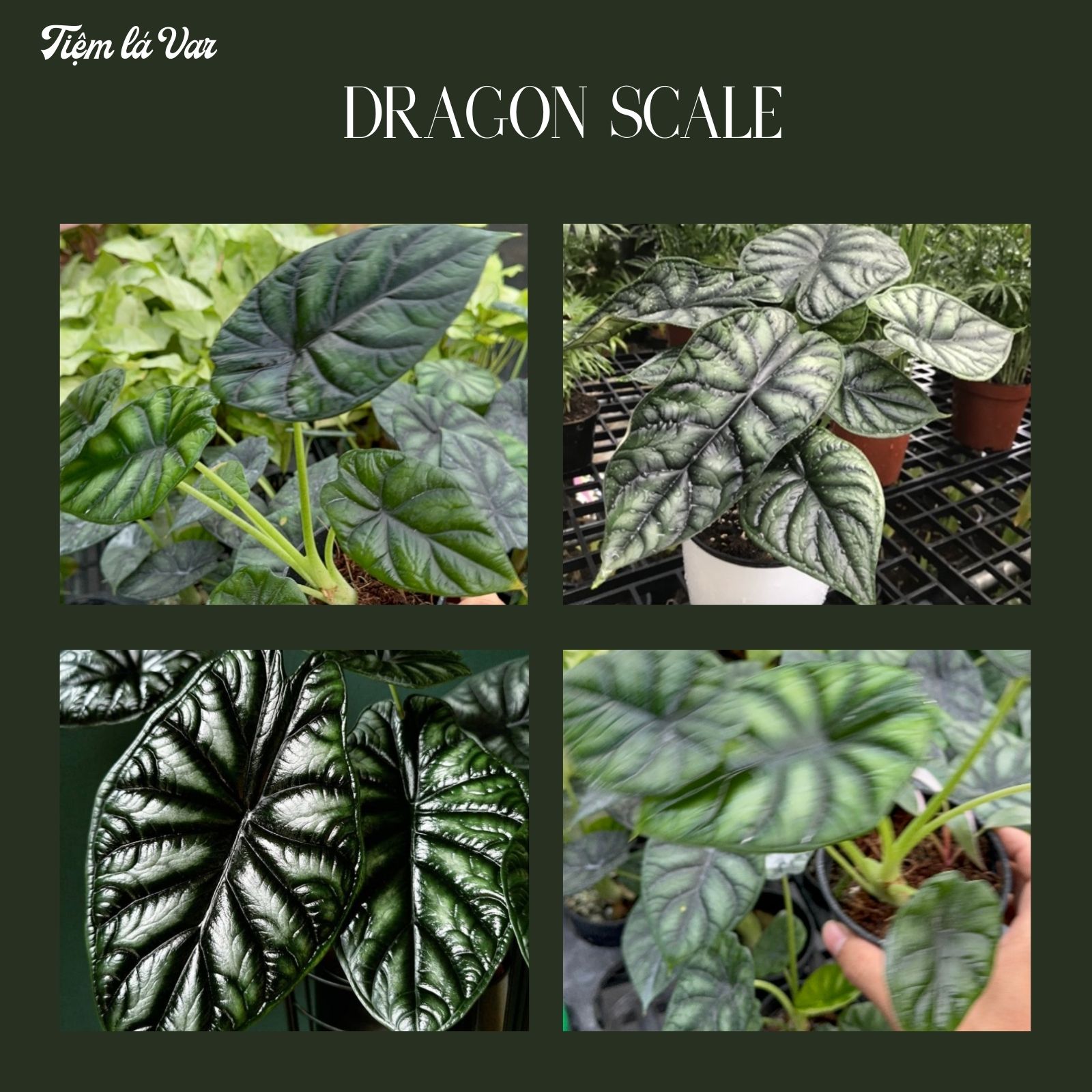 Cây Môn Rồng Xanh – Alocasia Dragon Scale - Cây cảnh decor, kiểng lá