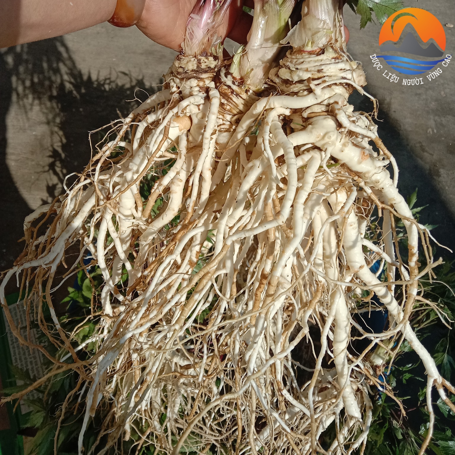 Sâm đương quy tươi Sìn Hồ, Lai Châu loại 1 , củ già, dược tính cao. Dược liệu sâm đương quy ngâm rượu, sấy khô giúp bổ huyết, tăng sức đề kháng