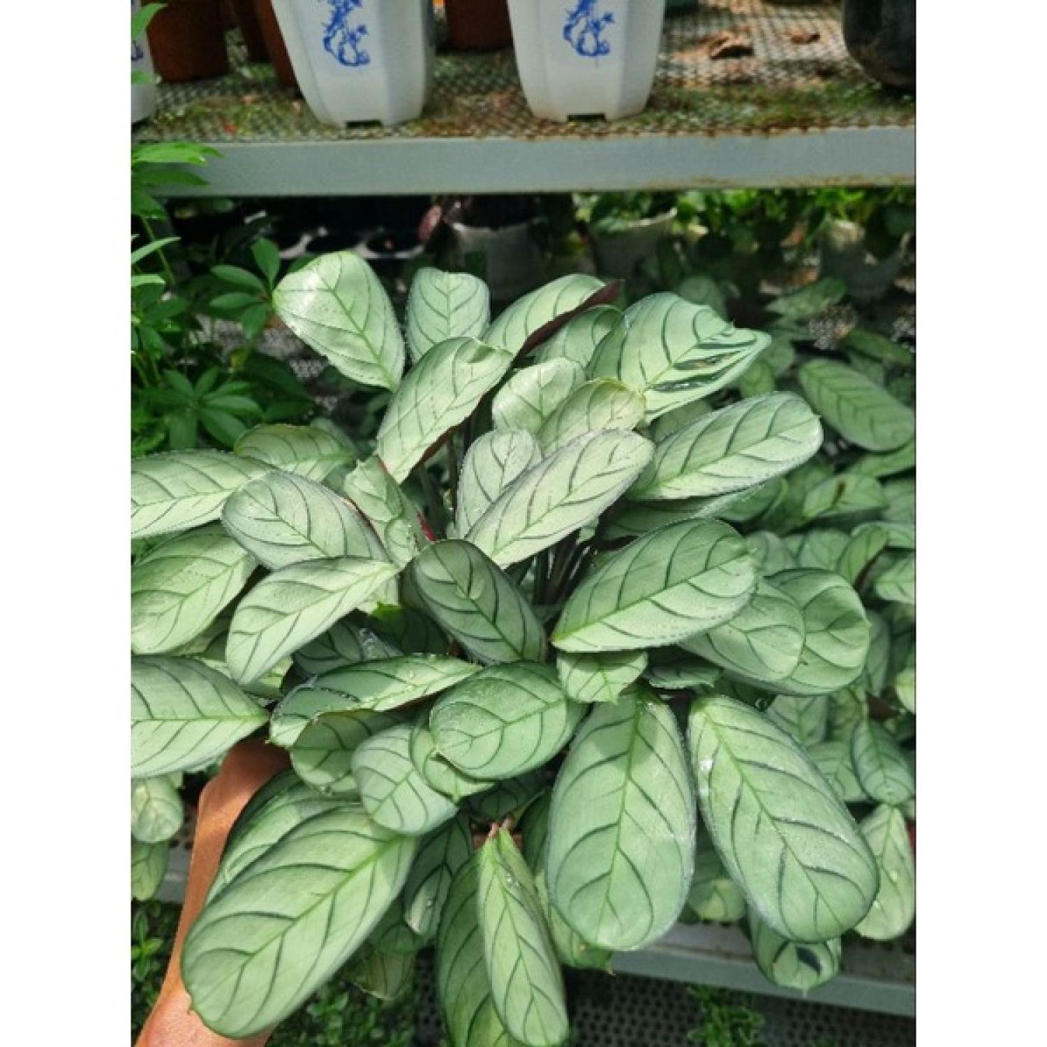 Chậu cây đuôi công Calathea musaica