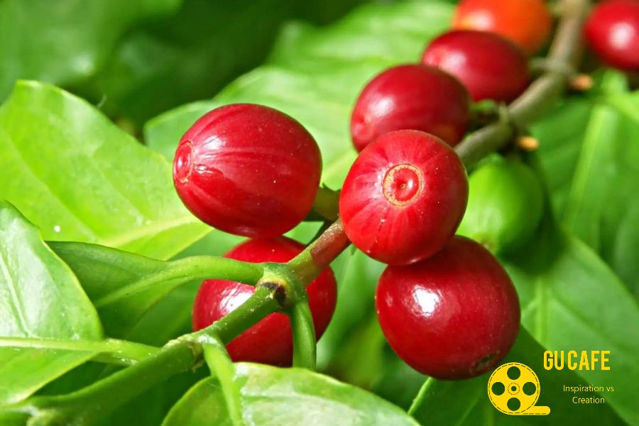 Cafe  gói 500g Moka Cầu Đất