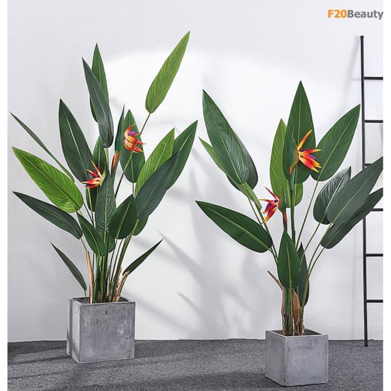 [FREESHIP - Xả Khô Máu] cây thiên điểu