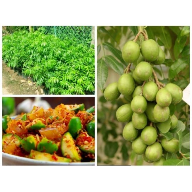 (FREESHIP Từ 50K) cây giống cóc bao tử thái lan