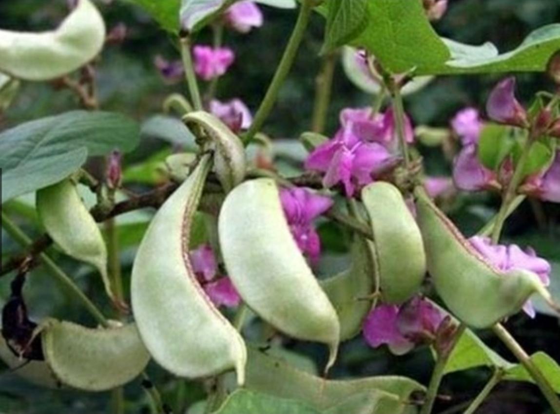 5 hạt giống đậu ván xanh - giống sai quả
