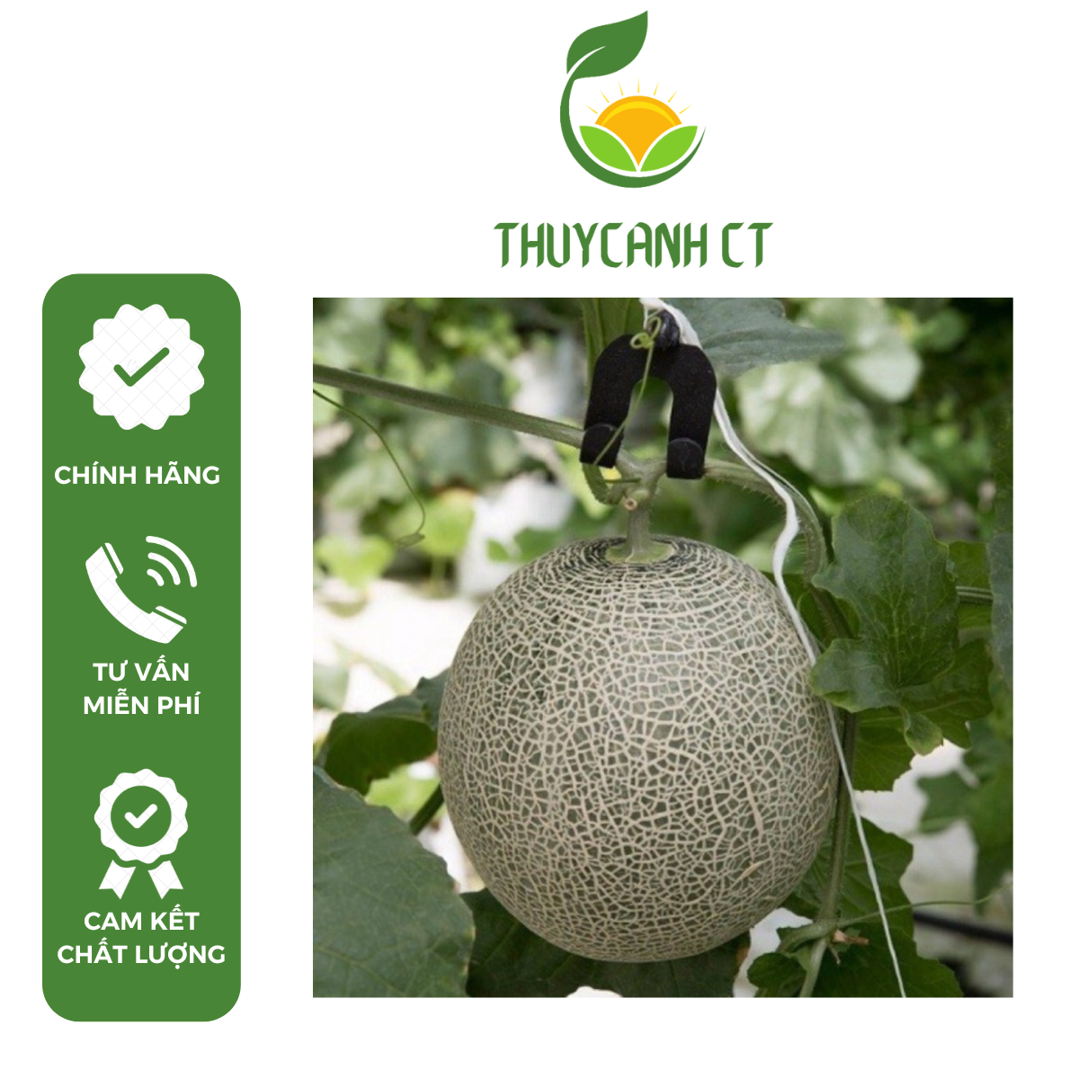 Móc treo trái dưa lưới, dưa lê, treo quả dưa chuyên dụng dễ sử dụng