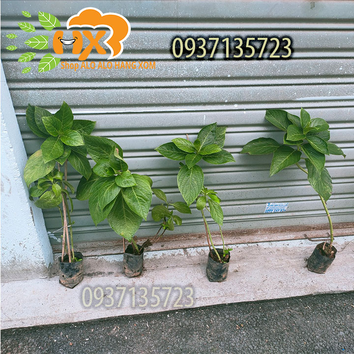 [HCM]COMBO 5 CÂY GIỐNG CẨM TÚ CẦU