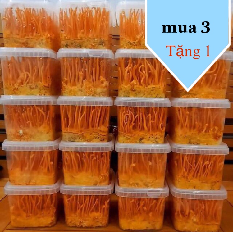 Đông Trùng Hạ thảo Tươi hộp 200g - nguyên chất Mua 3 tặng 1