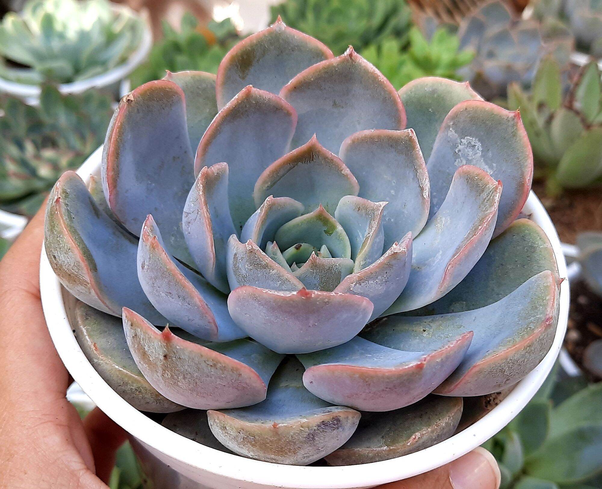 Sen đá VIỀN TÍM size trung