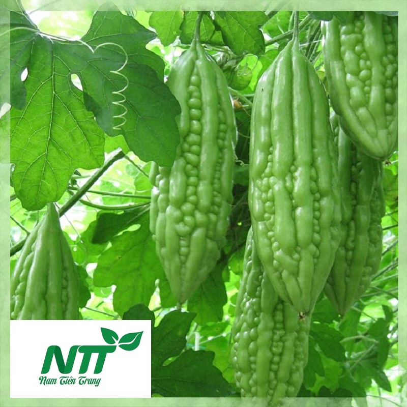 Hạt giống khổ qua - khổ qua gai xanh tn