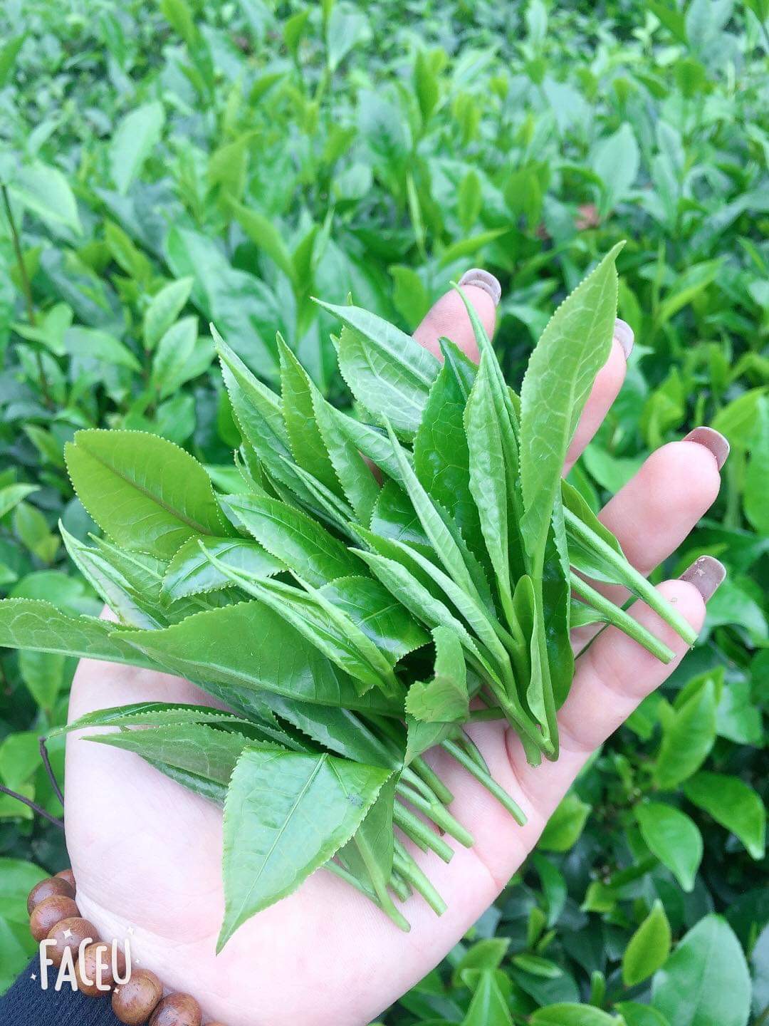 Trà xanh hảo hạng Tư Quý gói 200g