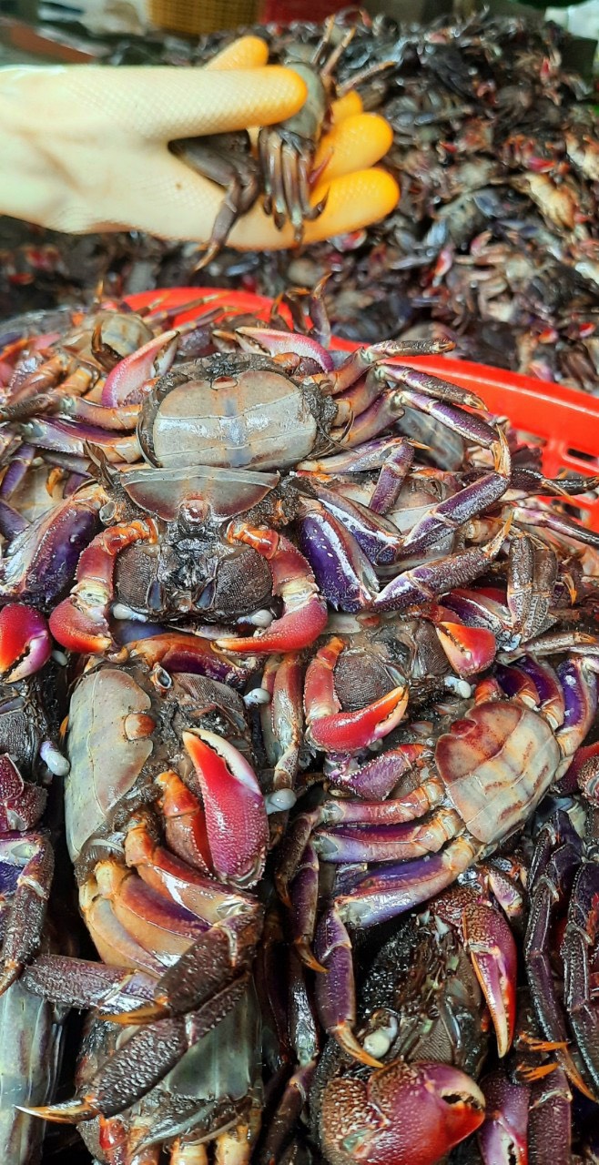 Ba khía muối nguyên con không cân nước 1kg con nhỏ